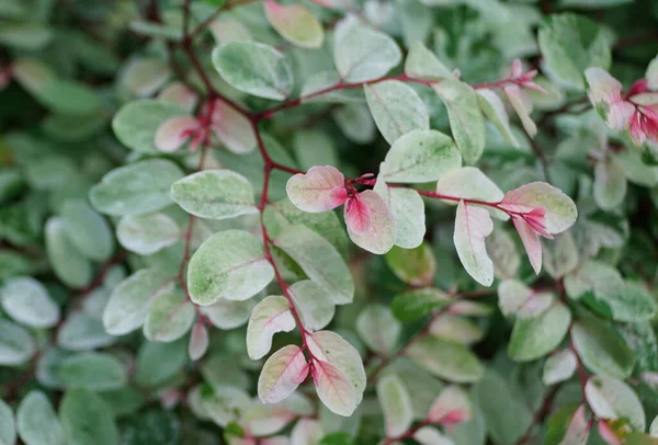 Snebusk Plante Roseo Picta Med Lyserøde Grønne Blade - Stock-foto