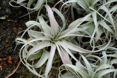 Duvardaki hava tesisleri doğal bir dekorasyon.