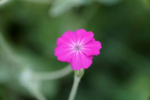 Una Pequeña Flor Flor Rose Campion — Foto de Stock