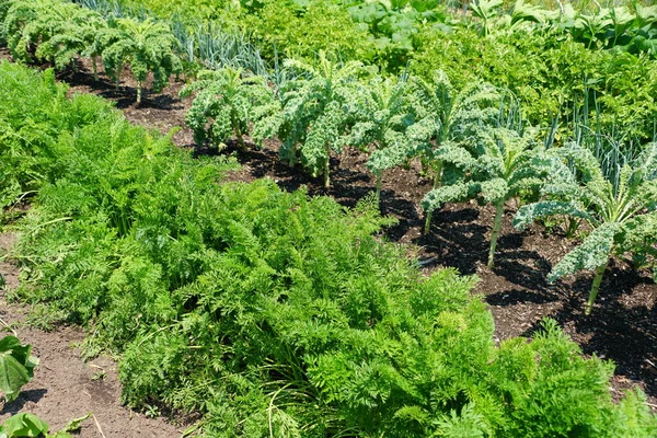 Rad Grönsaksträdgård Med Olika Växter Solen — Stockfoto