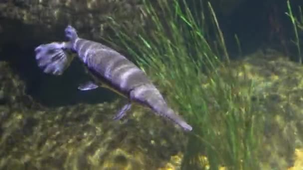 水族館の中で泳ぐ長い鼻の魚 — ストック動画