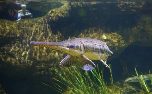 Pez Gar Nariz Larga Nadando Dentro Acuario —  Fotos de Stock