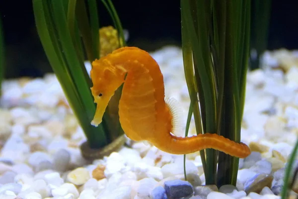 Ein Wunderschönes Gelbes Seepferdchen Aquarium — Stockfoto