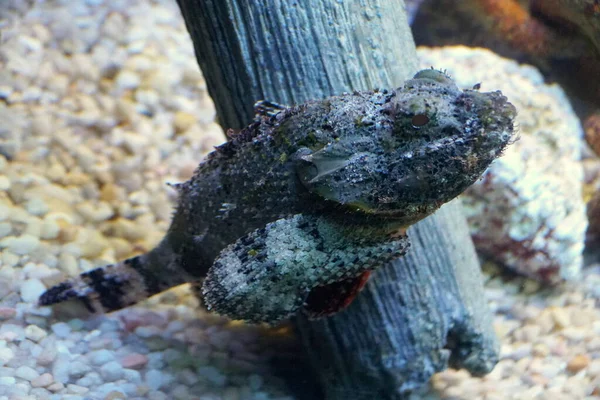 Primer Plano Pez Escorpión Manchado Dentro Acuario —  Fotos de Stock