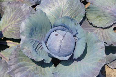 Taze bir lahanayı hasat etmeye hazır hale getirin.