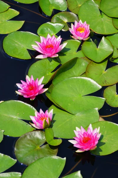Híbrido Pink Silk Flores Nenúfar Superficie Estanque —  Fotos de Stock