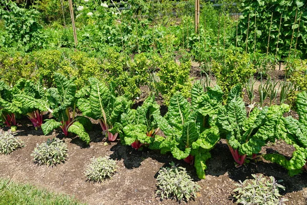 Egy Sor Zöldséges Kert Különböző Növények Nap Alatt — Stock Fotó
