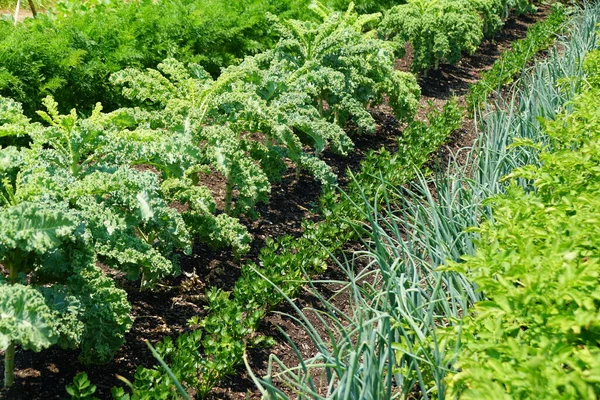 Egy Sor Zöldséges Kert Különböző Növények Nap Alatt — Stock Fotó