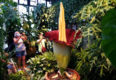 Kenneth Square, Pennsylvania, ABD - 14 Temmuz 2020 - Büyük bir kalabalık maske takmış ceset çiçeği Titan Arum 'u görmek için sırada bekliyor 