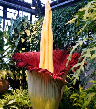 Titan Arum, Sumatra, Endonezya 'dan ceset çiçeği olarak da bilinir.