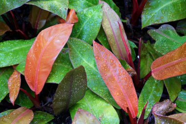 Philodendron tropikal bitkisinin güzel kırmızı ve yeşil yaprakları