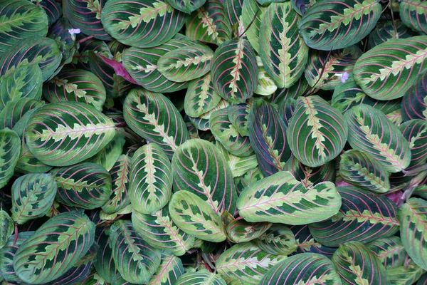 Beautiful Leaves Red Vein Prayer Plant Erythroneura — Stock Photo, Image