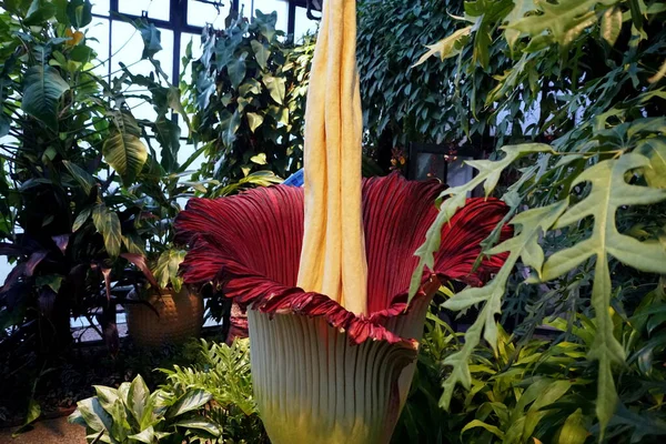 Titan Arum, Sumatra, Endonezya 'dan ceset çiçeği olarak da bilinir.