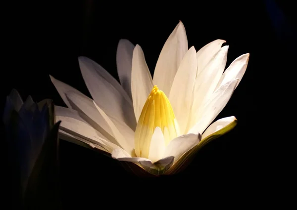White Waterlily Flower Light Night — Stock Photo, Image