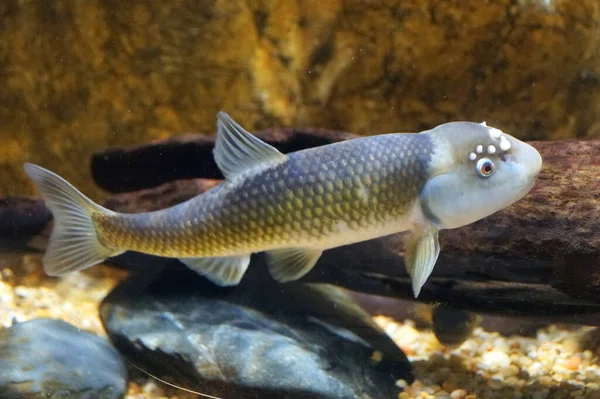 Samec Bluehead Chub Sladkovodní Ryba Uvnitř Akvária — Stock fotografie