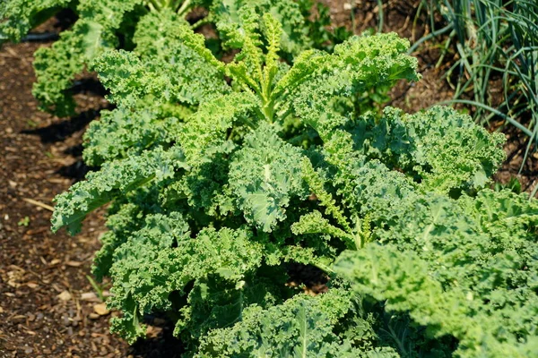 Friss Zöld Színű Svájci Chard Borsmenta — Stock Fotó