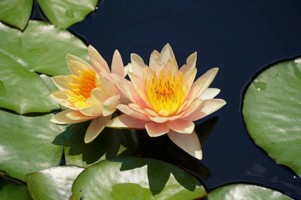 Color Naranja Claro Tropical Day Flowering Waterlily Sobre Estanque —  Fotos de Stock