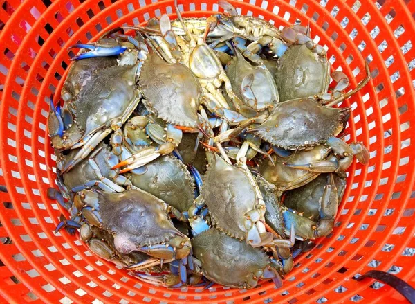 Bushel Fresh Live Blue Crabs — Stock Photo, Image