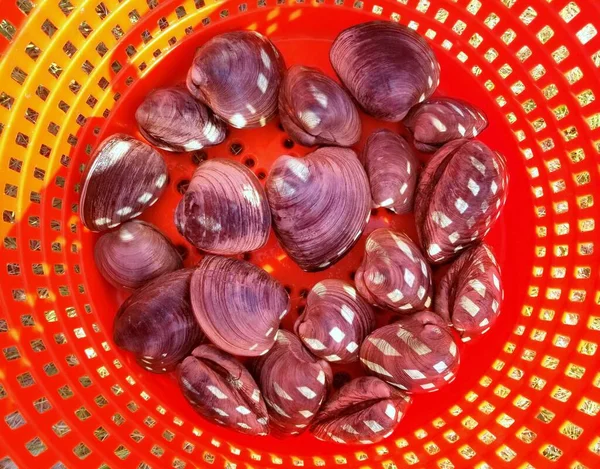 Pile Clams Red Bucket — Stock Photo, Image