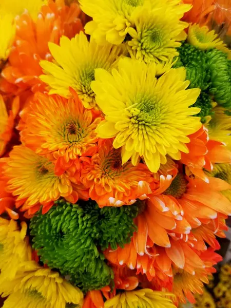 Marguerites Colorées Orange Avec Des Fleurs Chrysanthème Jaune — Photo