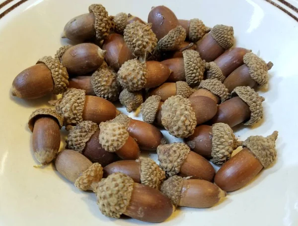 Pile Acorns Top White Plate — Stock Photo, Image