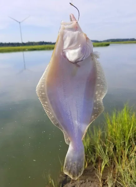 Ryba Platýse Háku Chycená Zálivu — Stock fotografie