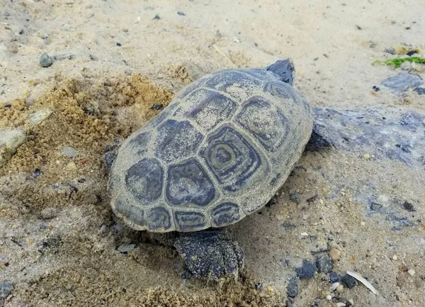Черная Черепаха Песке Залива — стоковое фото