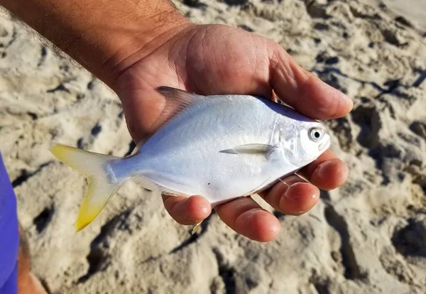 Tenant Petit Poisson Pompano Pêché Plage — Photo