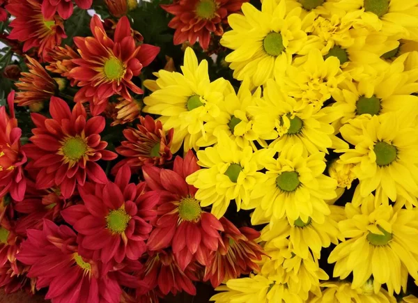 Mélange Couleur Rouge Foncé Jaune Fleurs Chrysanthème — Photo