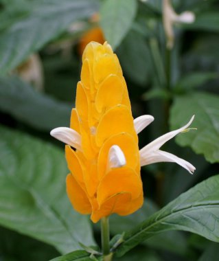 Küçük beyaz çiçekli güzel sarı lolipop tropikal bitkisi