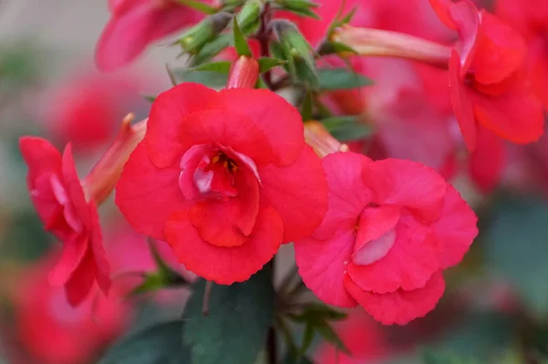 Belle Couleur Rose Plante Eau Chaude Desiree Fleur — Photo