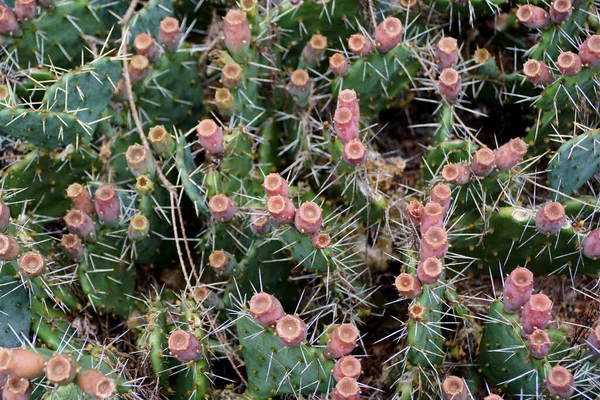 Prickly Pear Sharp Thorns Cactus Plant — Stock Photo, Image