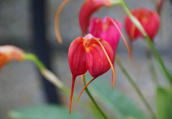 Primer Plano Masdevallia Ángel Corazón Orquídea Flor — Foto de Stock