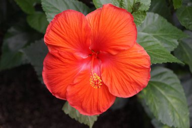 Çin amberinin güzel kırmızı rengi 'Başkan' çiçeği