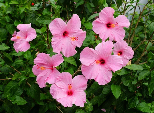 Light Pink Chinese Hibiscus Flowers Full Bloom — Stock Photo, Image