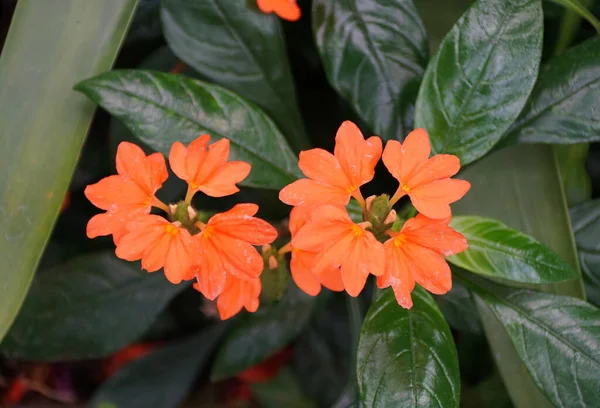 Beautiful Cluster Orange Crossandra Tropic Flame Flowers — Stock Photo, Image