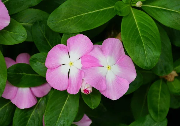 Vackra Madagaskar Periwinkle Rosa Halo Blommor — Stockfoto