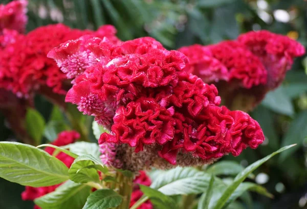 Cor Vermelha Escura Bonita Cockscomb Bombay Fire Flor — Fotografia de Stock