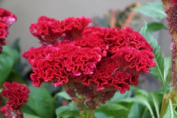 Schöne Dunkelrote Farbe Der Cockscomb Bombay Fire Blume — Stockfoto