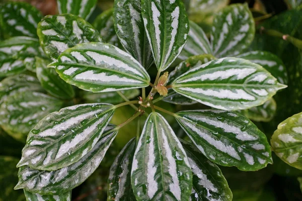 Schöne Blätter Der Aluminiumpflanze Aus Vietnam — Stockfoto