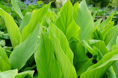 Taze yeşil zerdeçal yaprakları, yemek malzemeleri için kullanılır.