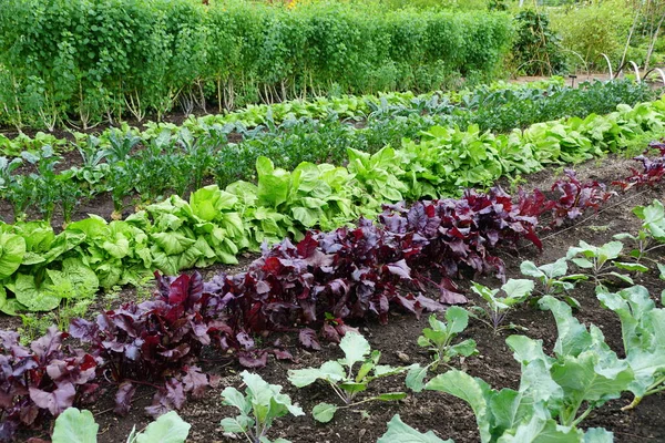 Row Organic Vegetable Garden Sun — Stock Photo, Image