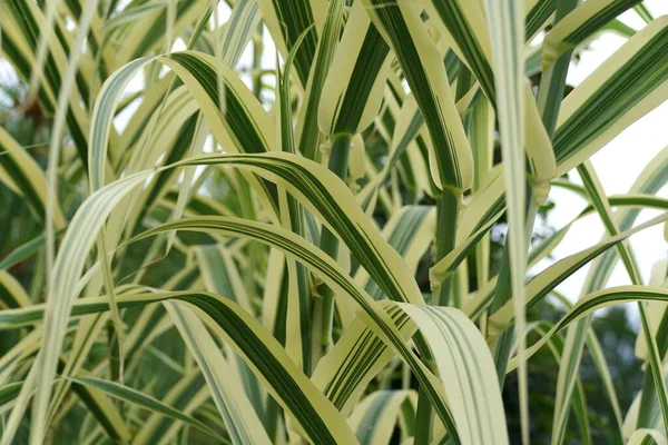 Białe Zielone Liście Rośliny Giant Reed Peppermint Stick — Zdjęcie stockowe