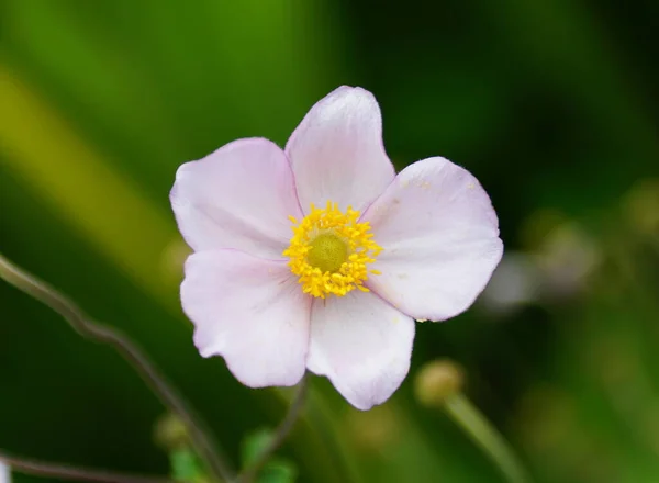 Zbliżenie Chińskiego Anemone Robustissima Kwiat — Zdjęcie stockowe