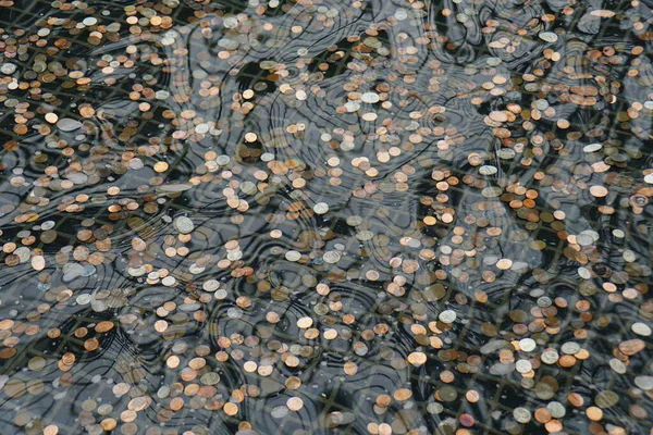 Ein Haufen Münzen Einem Teich — Stockfoto