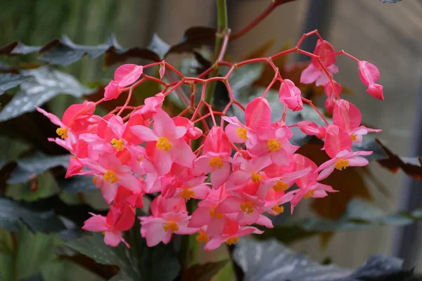 Smuk Lyserød Farve Sukkerrørlignende Begonia Lana Blomster - Stock-foto