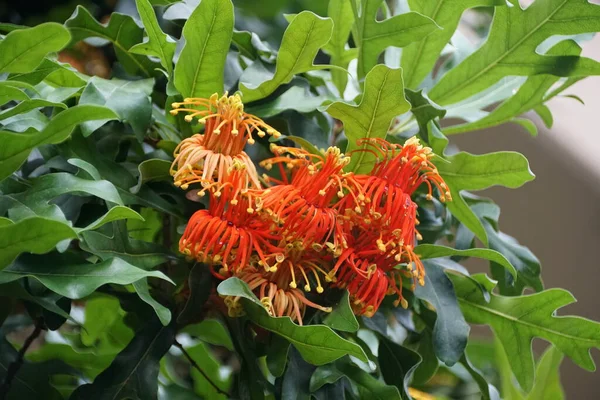 Lyse Røde Orange Farve Firewheel Træ Blomster Fra Australien - Stock-foto