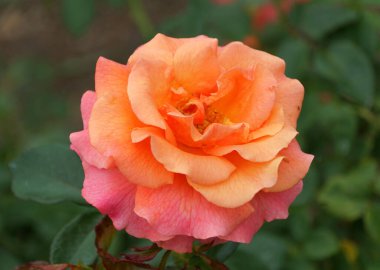 Floribunda Rose 'un çiçeklerinin turuncu ve pembe renkleri
