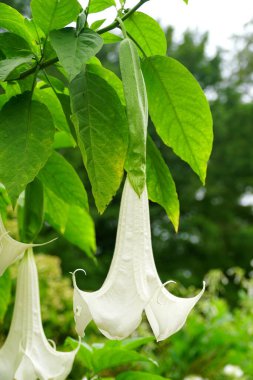 Güzel beyaz meleğin trompet Brugmansia 'sı' Cypress Gardens 'çiçeği