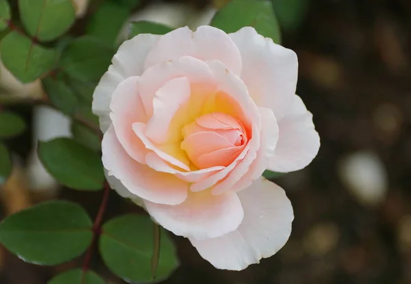Biały Różowy Kolor Grandiflora Rose Kormazau Kwiat — Zdjęcie stockowe